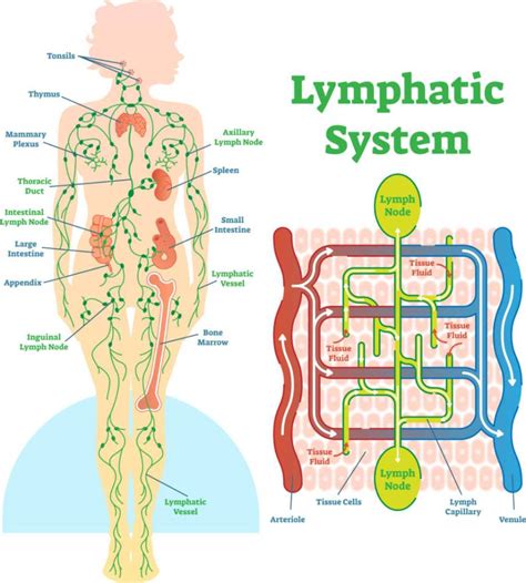5 Reasons Why Your Lymph Nodes Are Swollen Blackdoctor