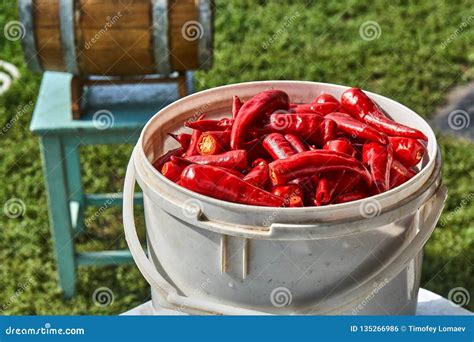Red Hot Chili Pepper In A White Bucket Oak Barrel In The Background