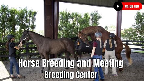 Horse Breeding Close Up Video In Breeding Center Youtube