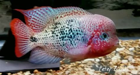 Vieja Hybrid Cichlid Fish Cichlids Cichlid Aquarium