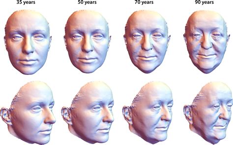 Facial Aging Trajectories A Common Shape Pattern In Male And Female