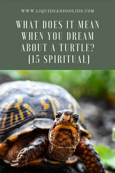 Dream About Turtle 15 Spiritual Meanings