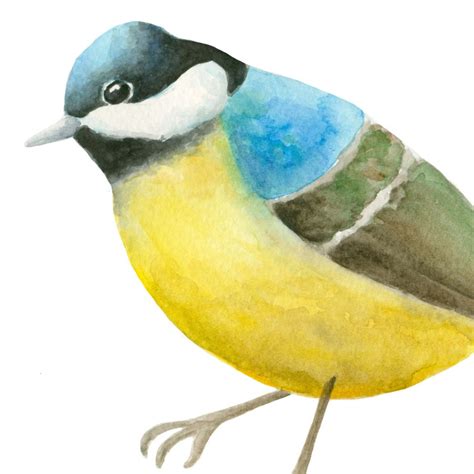 Bird Clipart Watercolor Birds Clip Art Hand Painted Birds Etsy