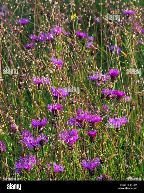 Greater Knapweed Centaurea Scabiosa And Quaking Grass Briza Media Stock