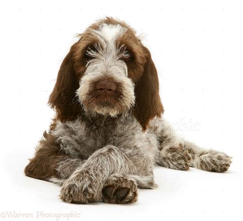 Cute Animals Images Brown Roan Spinone Pup Wp10502