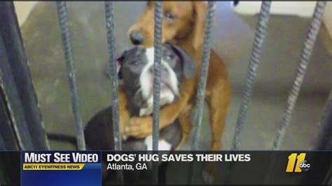 Must See Video Dogs Hug Saves Their Lives Abc11 Raleigh Durham