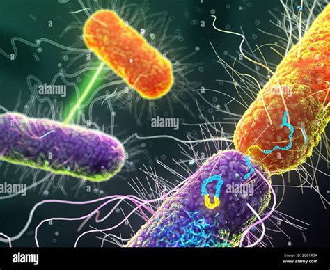 Bacterial Conjugation Illustration Stock Photo Alamy