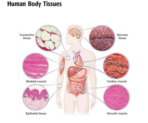Let us now divide the body into different regions; Tissue