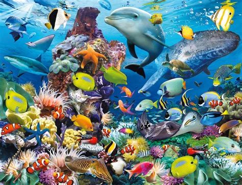 Ocean Fish Wallpapers Top Free Ocean Fish Backgrounds Wallpaperaccess