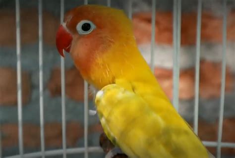 Cara Merawat Lovebird Mabung Agar Cepat Selesai