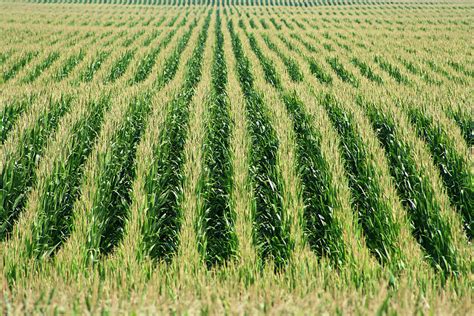 Rows Of Corn Photograph By Selena Lorraine Pixels