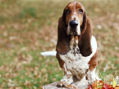 Basset Hound Dogs Ears Infection Basset Hound Dog Smells