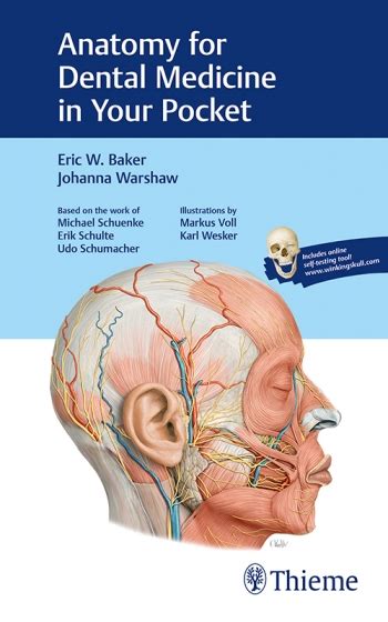 Anatomy Of Chin Anatomy Diagram Book