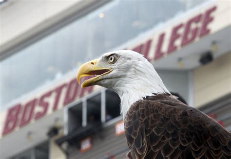 Boston College Introduces Live Eagle Mascot