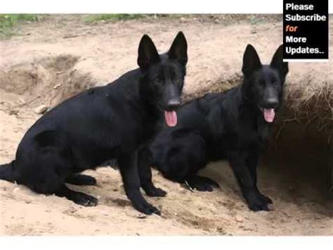 Thinking of adopting a black german shepherd but don't know where to start? Black German Shepherd Picture Collection And Ideas - YouTube