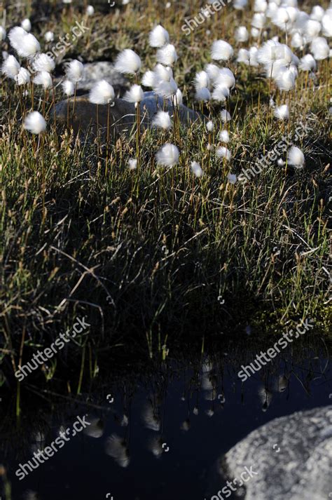 Cottongrass Eriophorum Hundefjord East Greenland Greenland Editorial