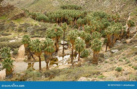 The Palm Trees In The Indian Canyon Palm Springs Stock Photo Image