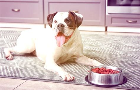 Our best dog food for cancer will prevent and help your pet with this condition. Top 12 Best Dog Food For Boxers Reviewed in 2020 | Lifestyle Reviews