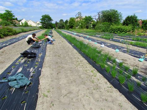 11,5 millions d'emplois dans le monde en 2019. Conservation et Recherche - Conservatoire National des Plantes