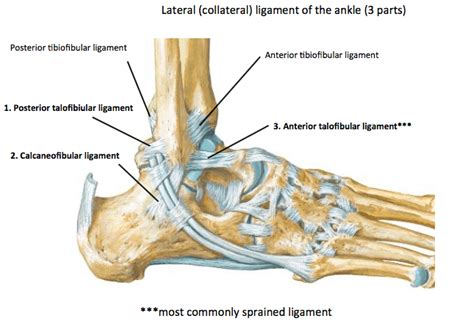 3 Ligaments Of The Lateral Ankle Injury To Any Of These Ligaments May