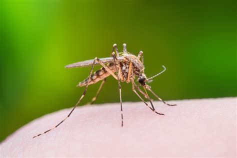 Identificación Y Control De Los Mosquitos