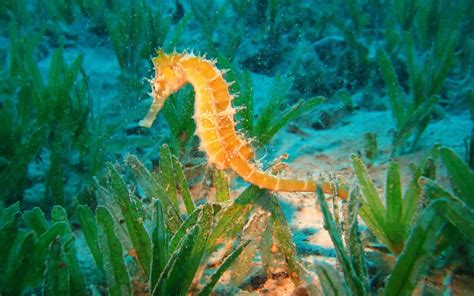 Sea Horse Wallpapers Animals Library
