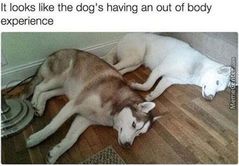 Out of body experience involves salvage and restoration attempts for loader #1340 , who has had a change of heart and decided not to kill people. Husky Memes. Best Collection of Funny Husky Pictures