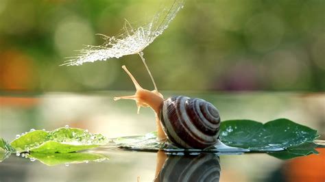 Wallpaper Water Nature Branch Insect Green Snail Leaf Flower
