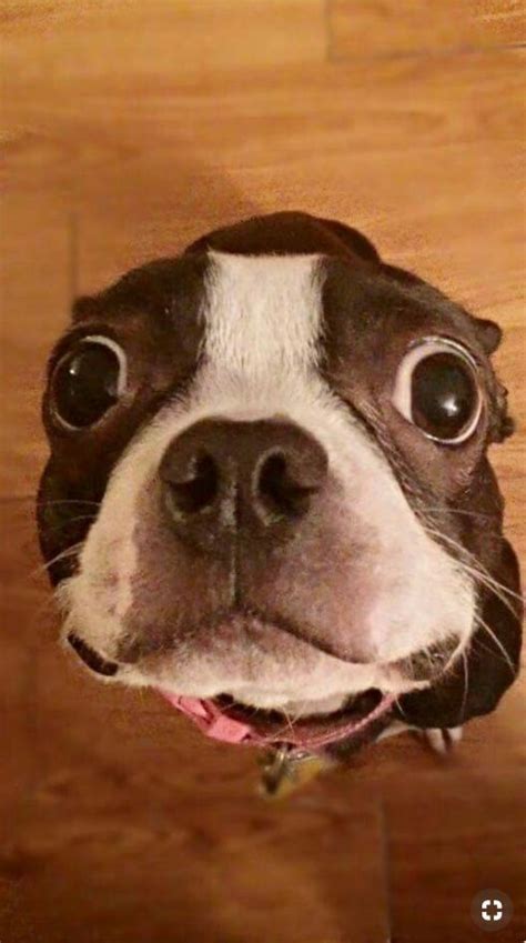 Top 18 Funniest Smiling Boston Terriers Ever The Paws Boston