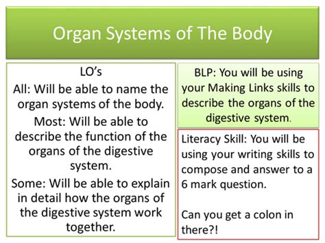 Organs Of The Digestive System Teaching Resources