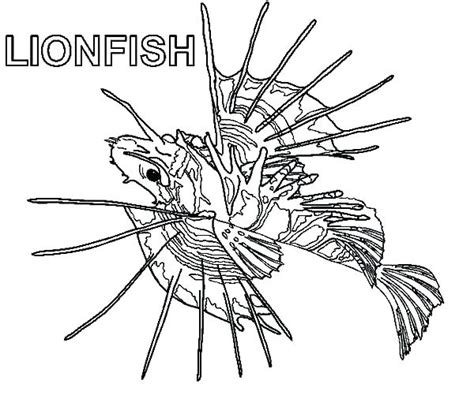 Lionfish coloring page printable animal town lionfish free printable coloring pages animals color sheet animal coloringbook. Lionfish Coloring Page at GetDrawings | Free download