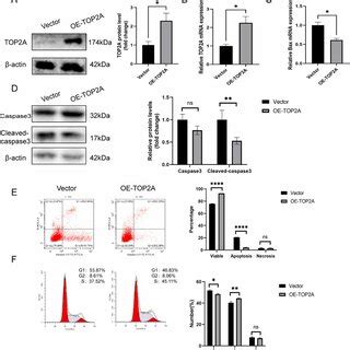 Top A Overexpression Promotes Proliferation Cell Cycle And Inhibits