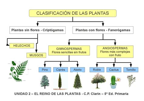 28 Mapa Conceptual De Las Plantas Angiospermas Y Gimnospermas The