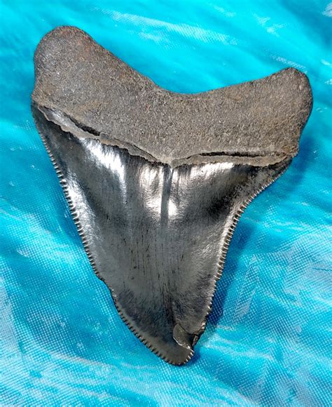 Super Sharp Collector Quality Megalodon Shark Tooth · Megateeth