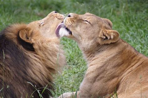 Lions Kissing Lion Love Animals Beautiful Lions