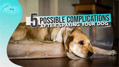5 Possible Complications After Spaying Your Dog Youtube