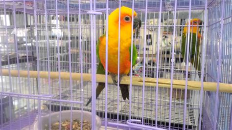 Beautiful Parrots For Sale At A Pet Store Youtube