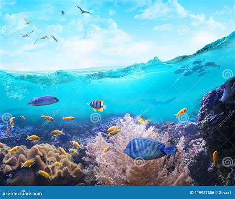 Marine Life In Tropical Waters Stock Photo Image Of Background