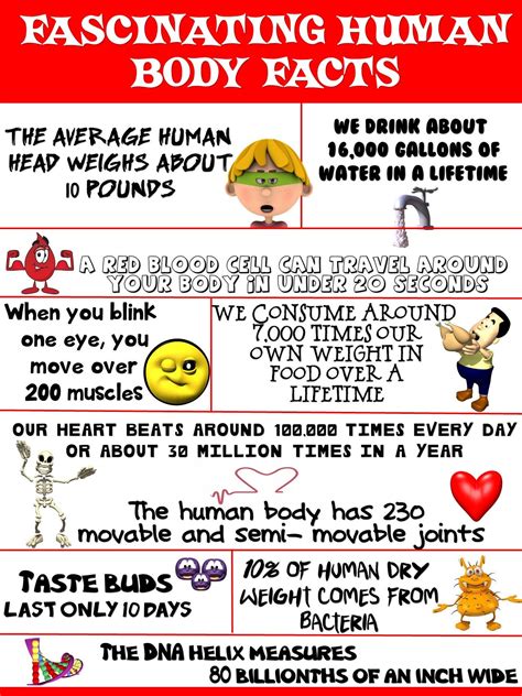 Health And Science Poster Fascinating Human Body Facts Human Body