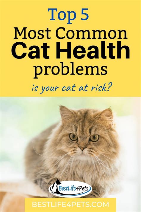 Cat Health Tips From A Vet Everything You Need To Know About Kidney