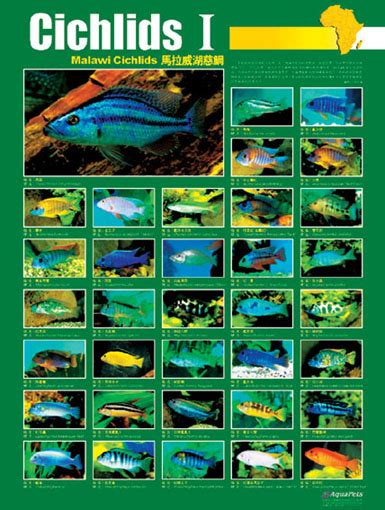 Toms Fish Inc Posters