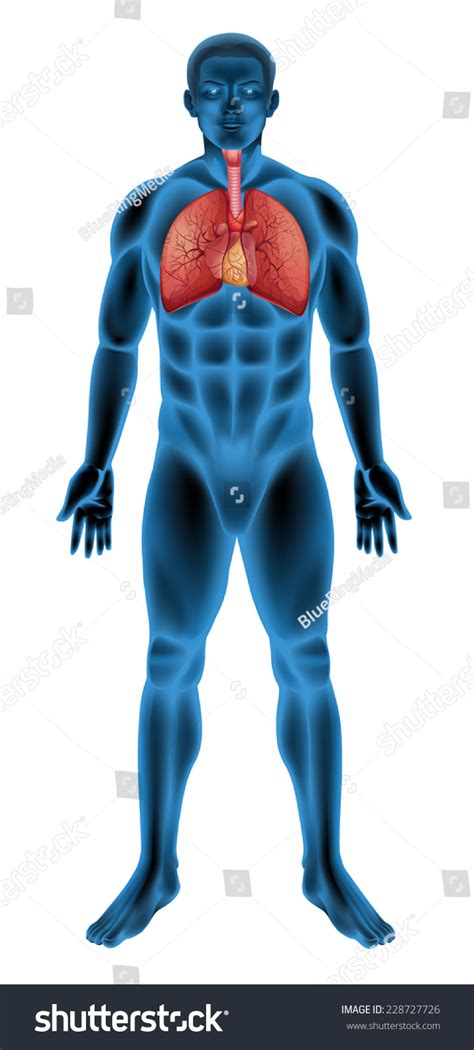 Anatomy Of The Human Respiratory System Royalty Free Stock Vector