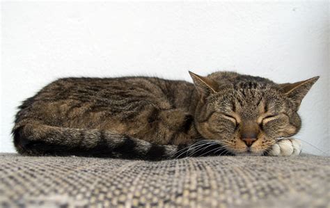 Cat Sleeping On The Couch Copyright Free Photo By M Vorel Libreshot