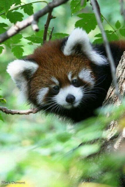 Pin By Mona Moni On Panda E Kuqe Red Panda Cute Cute Baby Animals