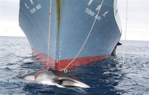 Japan Went For Its Annual Hunt In Antarctica Killing 333 Whales In The