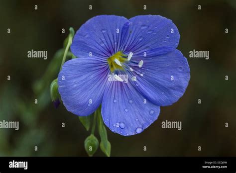 Wild Blue Flax Linum Lewisii Stock Photo Alamy