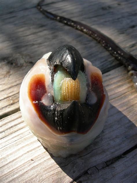 Viele informationen über die verbreitung der art liegen nur über die analyse solcher schnäbel im mageninhalt, die anhand ihrer form bis zur art bestimmbar sind, vor. Humboldt Squid Beak | Flickr - Photo Sharing!