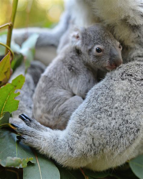 Baby Koala Macadamia Born At Australia Zoo 2017 Popsugar Australia News