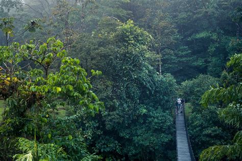 The Mysterious Costa Rica Rainforest All You Need To Know