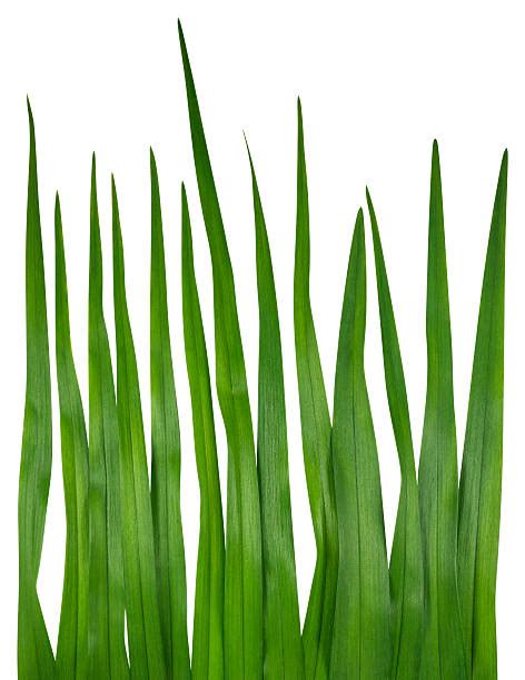 Royalty Free Single Blade Of Grass Pictures Images And Stock Photos